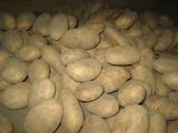 Недорогой картофель, лук из Голландии