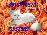 Стрижка кошек,котов,собак. 89104145701.Москва.