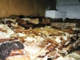 Продам шкуры крс оптом