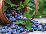 Ищем покупателей на черникуиз Белорусии урожая2012г