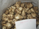 Топинамбур свежий (клубни) ТУ 10-1155-93