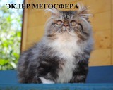 Роскошный персидский котик