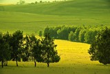 Участок – мечта грибника