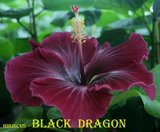 Сортовой гибискус Black Dragon